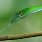 Big-eye Green Whip Snake