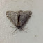 Fall Cankerworm Moth (male)