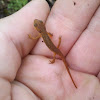 Eastern Red Newt