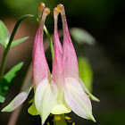 Eastern Red Columbine