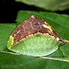 Skiff Moth Caterpillar