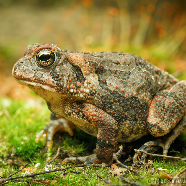 Amphibians of Alabama | Project Noah