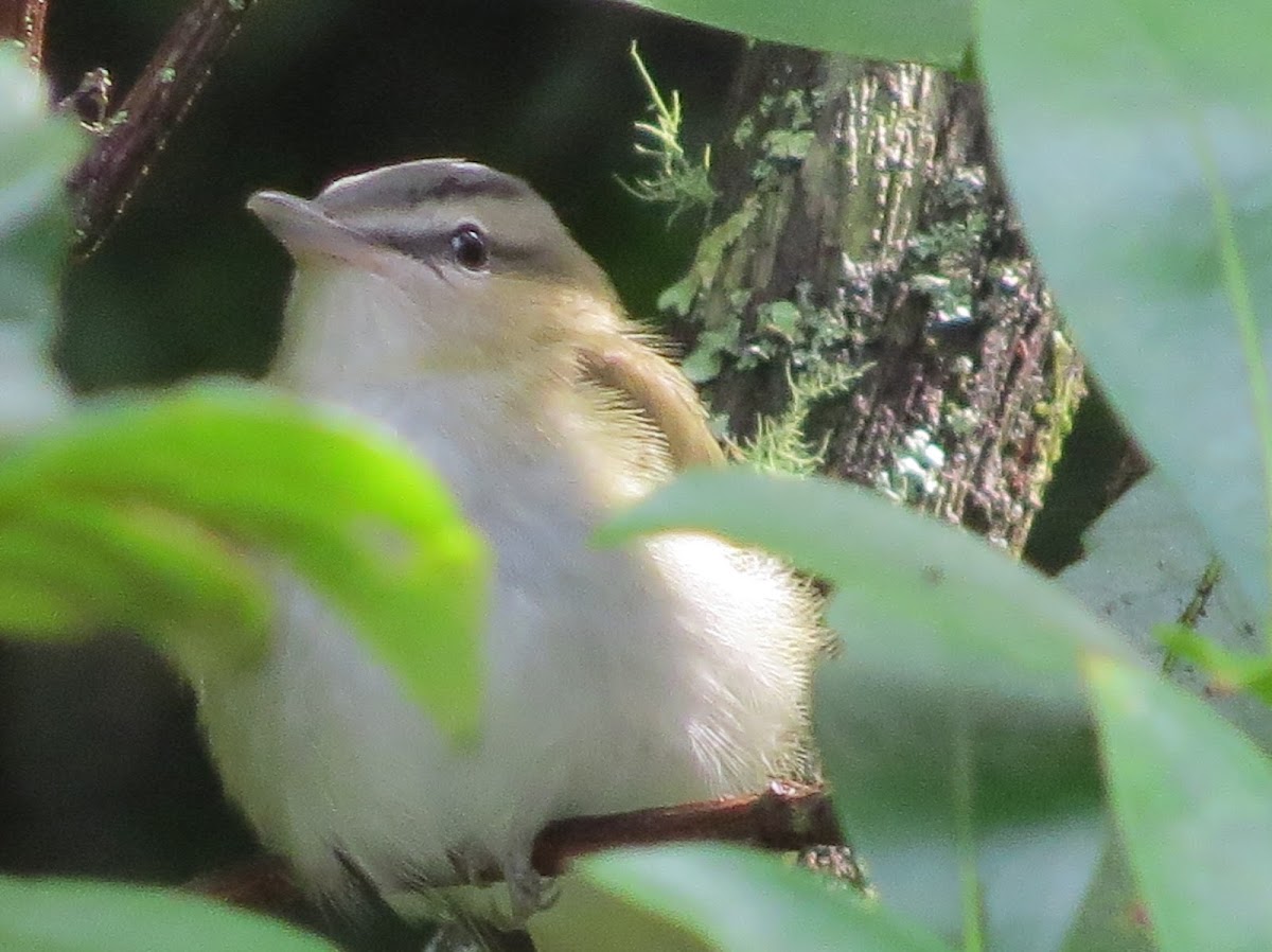 Red-eyed Vireo Immature
