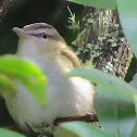 Red-eyed Vireo Immature