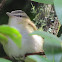 Red-eyed Vireo Immature