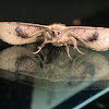 Twisted moth