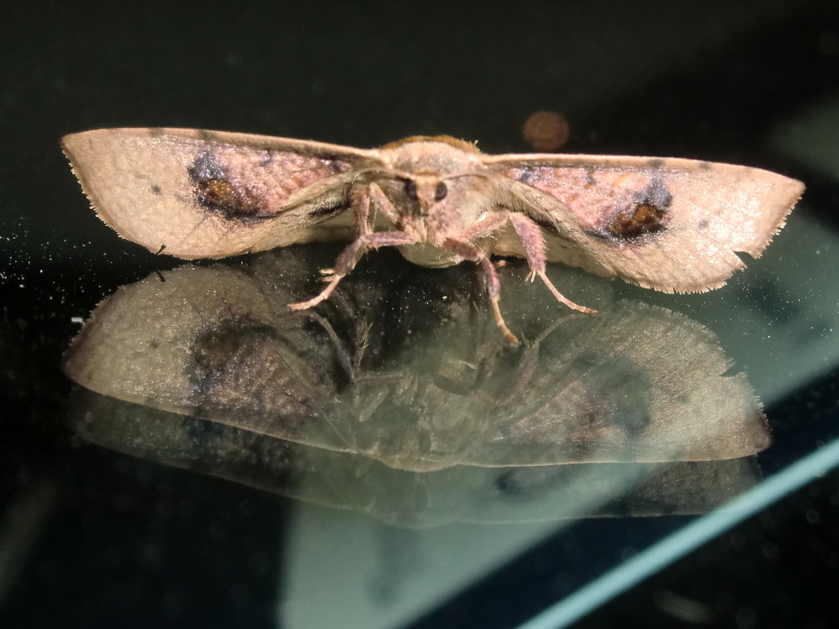 Twisted moth