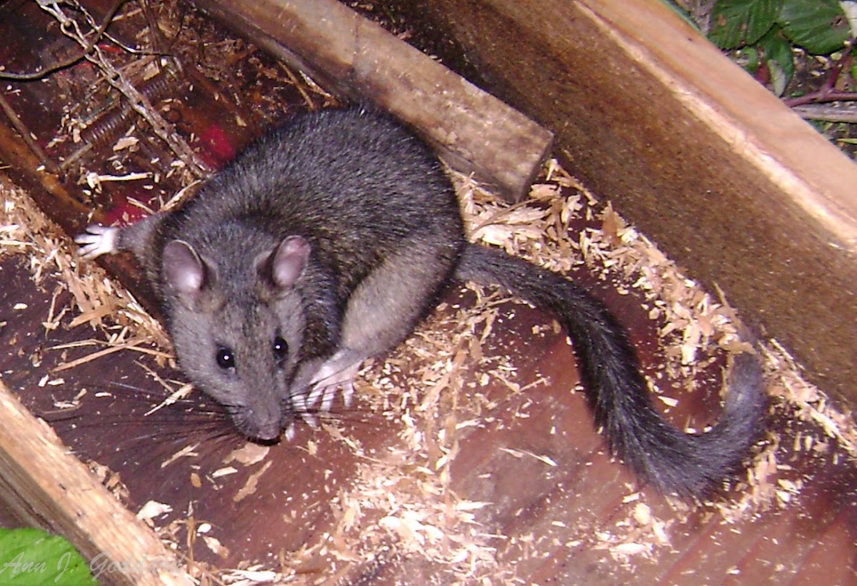 Packrat; bushy tailed woodrat | Project Noah