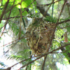 White-eyed Vireo nest