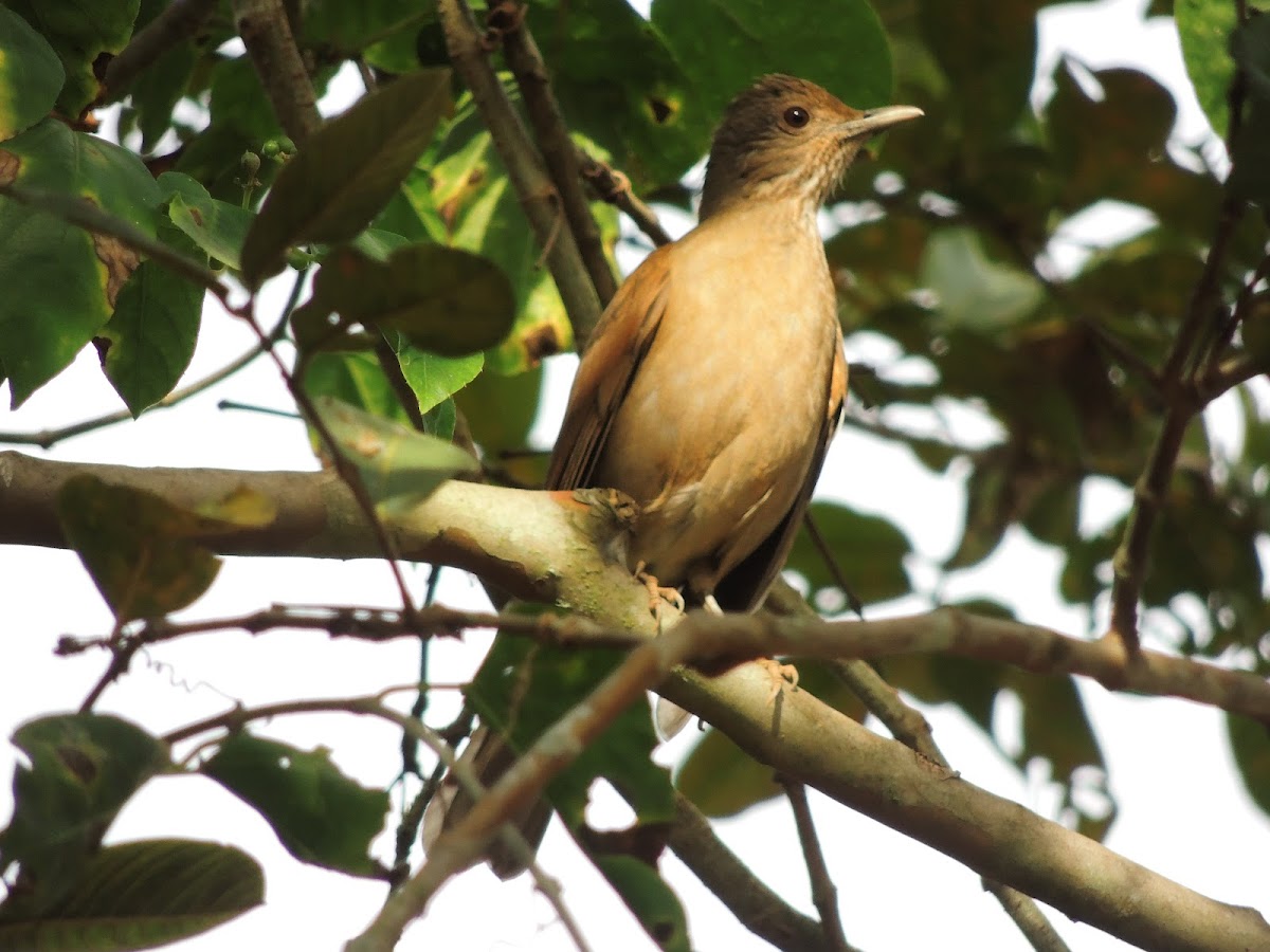 Pale-Breasted Thrush