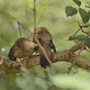 Jungle Babbler