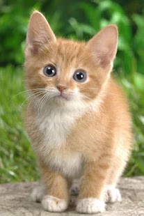 Cat Wallpaper Screenshots 6