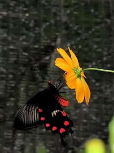App Wallpapers Kupu dan Bunga APK for Windows Phone App Wallpapers Kupu dan Bunga APK for Windows Phone