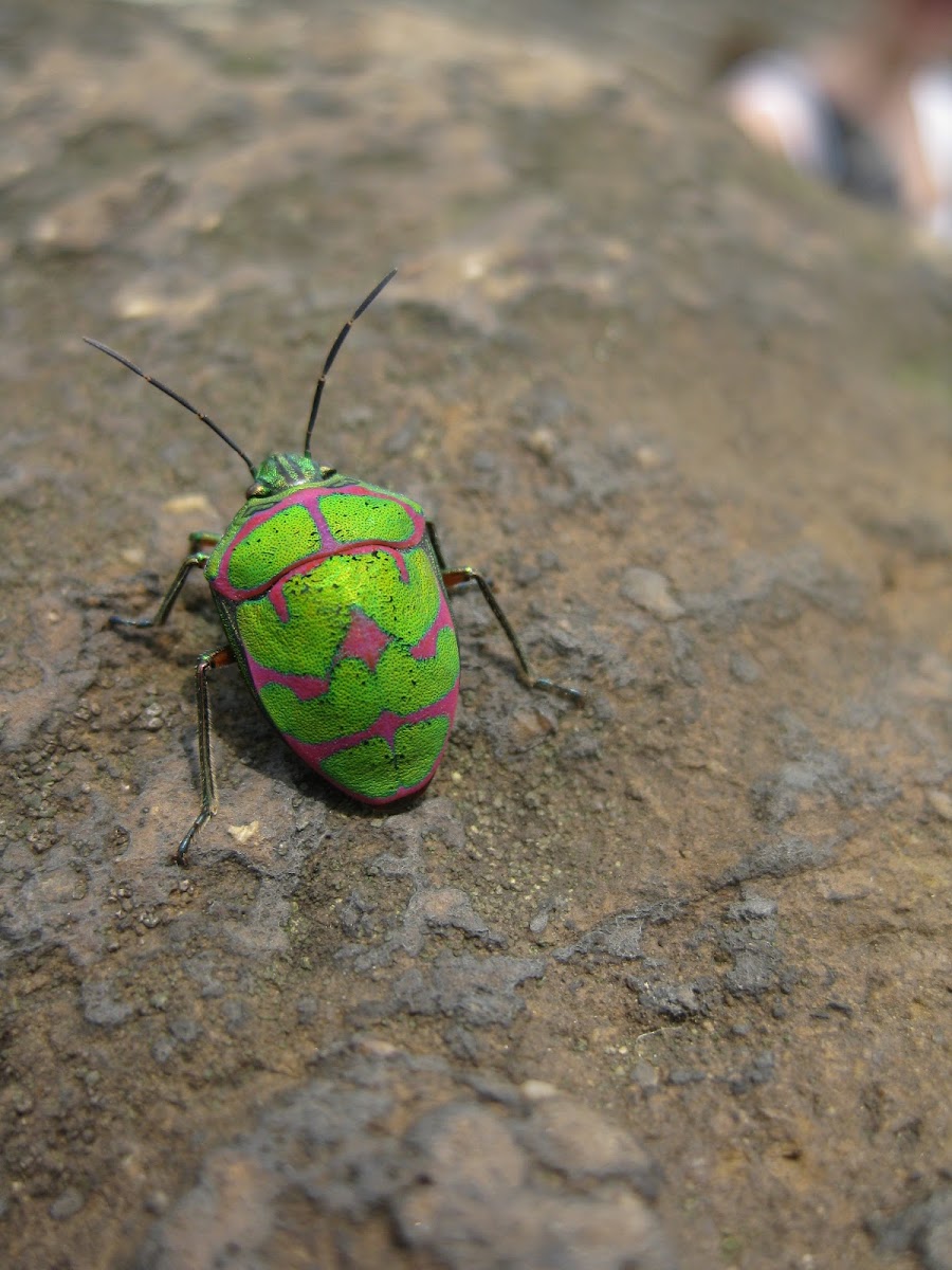 Unknown Shield Bug