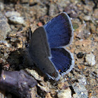 Eastern Tailed-blue