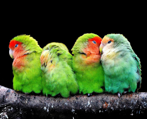 Parrot Live Wallpaper