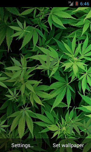 Marijuana Live Wallpaper HD