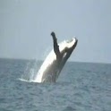 Whale Jumping logo