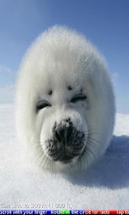 Wild Animals of the Arctic 2 - náhled