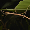 Stick Insect, Phasmid - Male