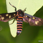 Indian Wasp Moth