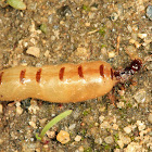 Eastern Subterranean Termite (Queen)