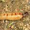 Eastern Subterranean Termite (Queen)