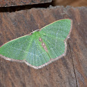 Red-bordered Emerald