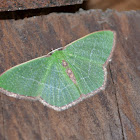 Red-bordered Emerald