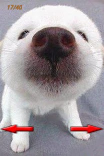 How to install Funny Photo 1.0 unlimited apk for pc