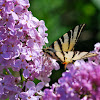 Segelfalter, Scarce Swallowtail