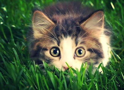 Cat Live Wallpaper Screenshots 2