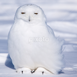 harfang des neige by Pascal Laramée -  