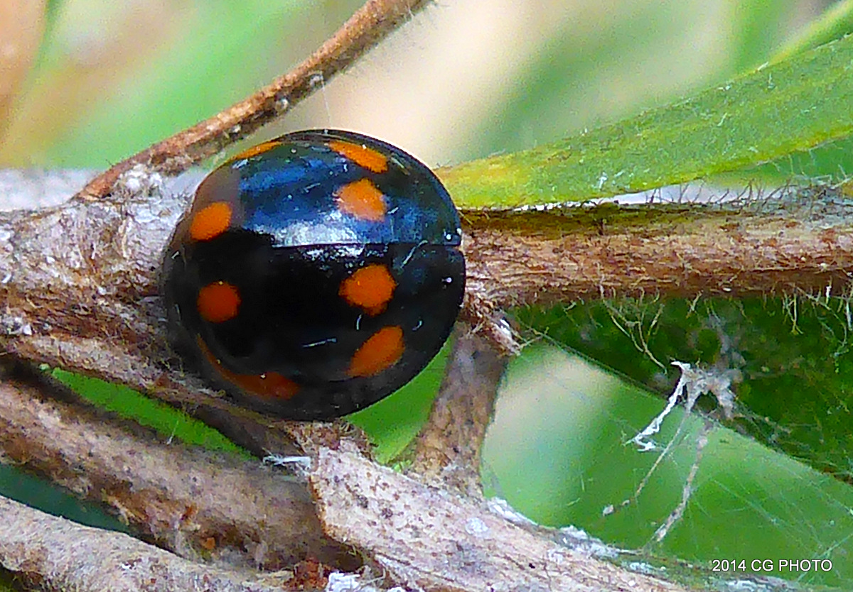 Orange Spotted Ladybeetle