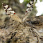 Cracker Butterfly
