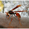 Paper Wasp.