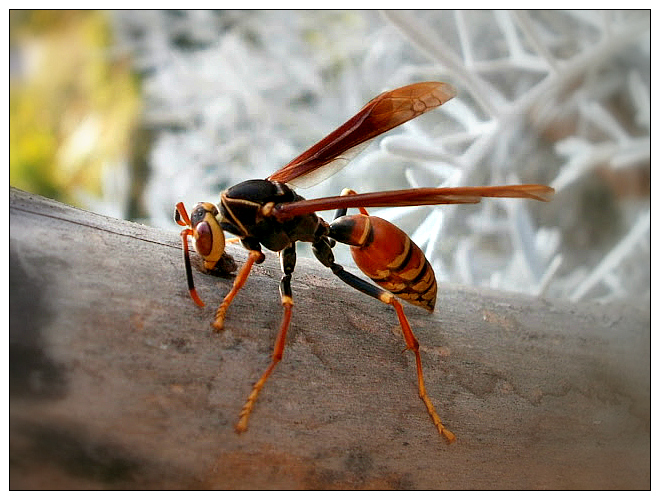 Paper Wasp.