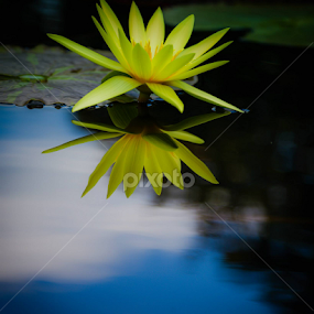 by Brian Kerr - Flowers Single Flower