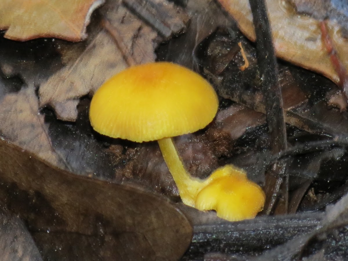 Yellow mushroom