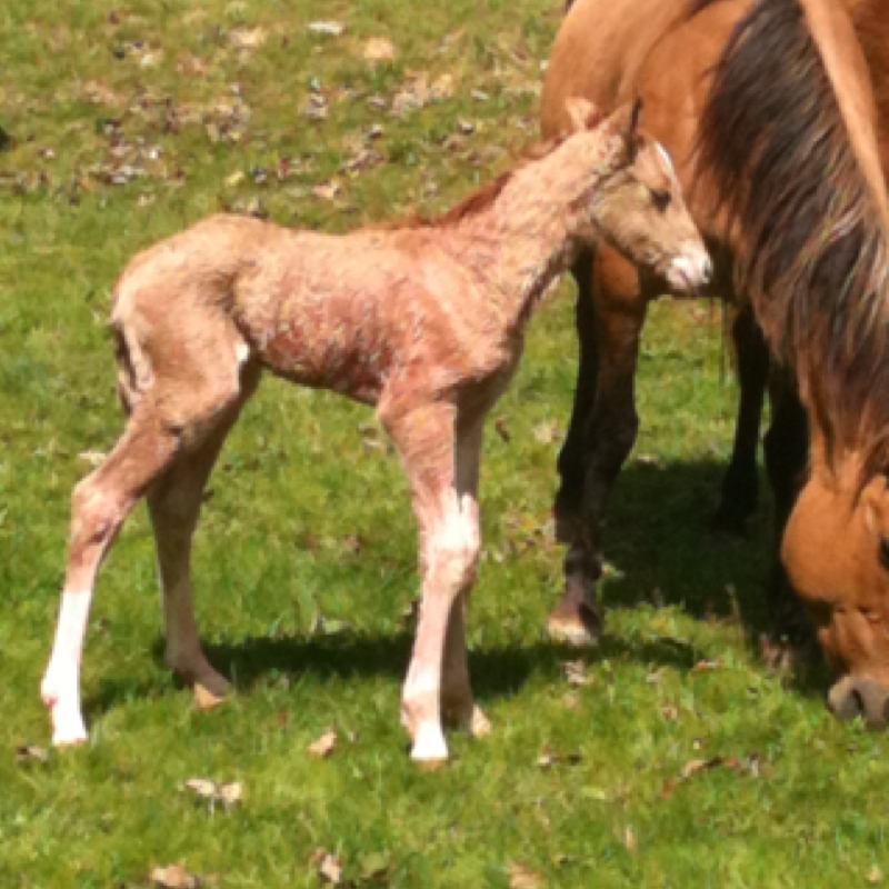 Baby Horse (foal)
