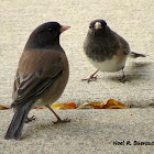 Dark-eyed Junco