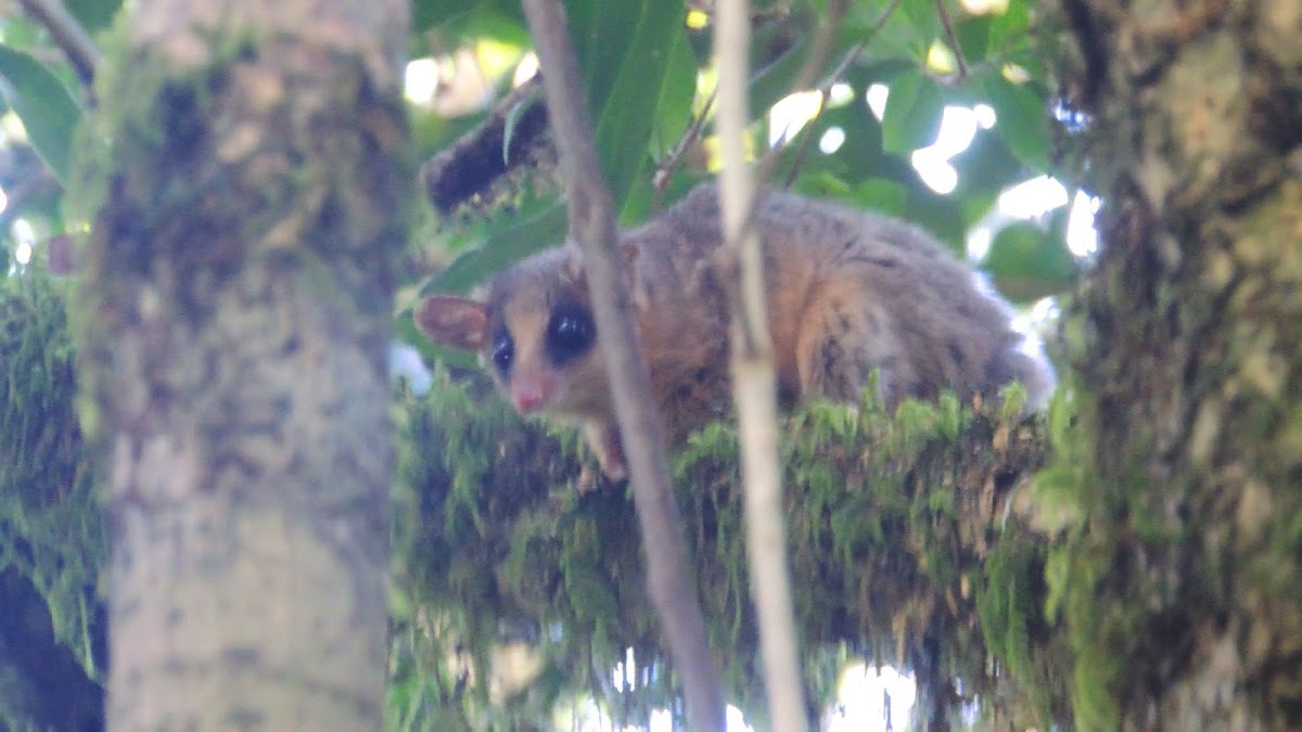 Marmosa/Tate's Woolly Mouse Opossum