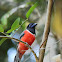 Malabar Trogon