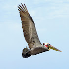 Brown Pelican