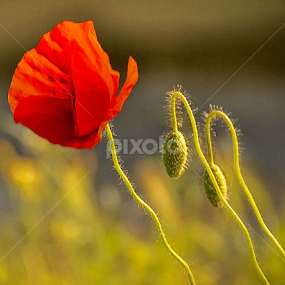 Poppies by Kati Raileanu - Flowers Flowers in the Wild