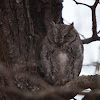 Scops Owl