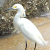 Snowy Egret