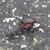 Red-shouldered bugs
