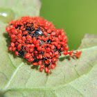 Erythraeid Mite larvae (on tortoise beetle)