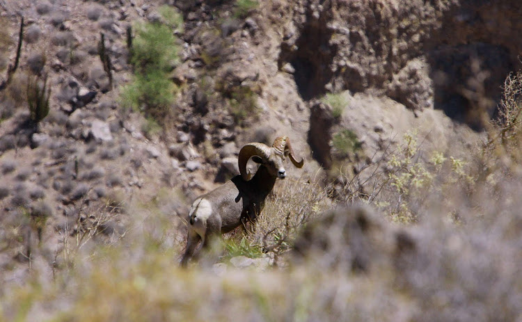 A desert big horn sheep near of Cabo San Lucas, Mexico. 